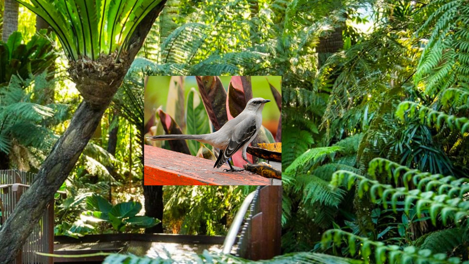 Tezcotzingo in Australia